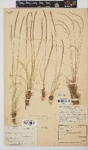 Image result for Microchloa