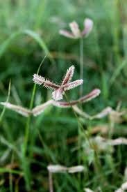 Image result for Dactyloctenium geminatum
