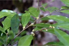 Image result for Dichapetalaceae