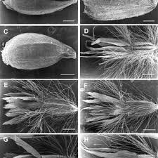 Image result for Haplocarpha