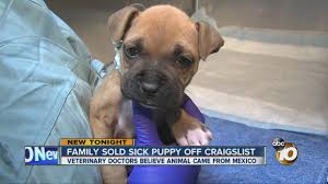 However, free boxer dogs and puppies are a rarity as rescues usually charge a small adoption fee to cover their expenses (usually less than $200). Family Sold Sick Puppy Off Craigslist Youtube
