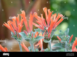 Image result for Dicliptera sericea