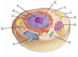 Check spelling or type a new query. Animal Cell Labeled Diagram Quizlet