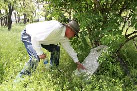 It¿s the perfect solution to grow a. Man Accused Of Trespassing At Sprague Cemetery Says He Was Landscaping To Honor The Dead The Spokesman Review