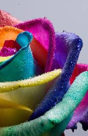 Rainbow Bright Bing Images Rainbow Roses Bright Photos Rainbow Colors