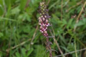 Image result for Sopubia ramosa