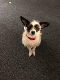 Thanks for the add! This is my girl Roxie❤️. She's a pit mix.