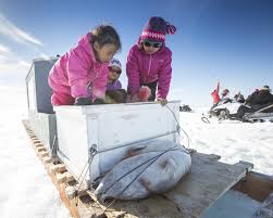 Food Traditions In The Arctic Thankful For The Bounty From A Frozen Land Goats And Soda Npr