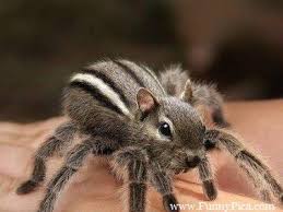 But more importantly as far as our amusement is concerned, it can also be used to move, remove and insert elements into an image. Funny Photoshopped Animals Photoshopped Animals Spiders Funny Animal Mashups