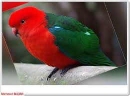 Avustralya Kral Parrot Goruntuler Ile Hayvanlar Kus Avustralya