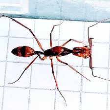 Image result for Anthonotha