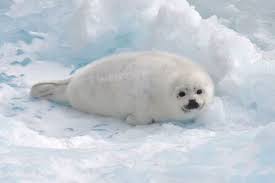 We did not find results for: Imutnya Bayi Anjing Laut Harpa Seperti Bola Bulu Yang Berguling Di Permukaan Es Semua Halaman Bobo