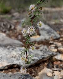 Image result for Hermannia floribunda