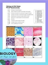 Try to remember, you always have to care for your child with amazing care, compassion and affection to be able to help. Tissues And Skin Histology Review Worksheet Basic Anatomy And Physiology Skin Model Biology Worksheet