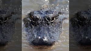 Low Prices Make For Slow Alligator Season In Louisiana Fox