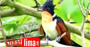 Maybe you would like to learn more about one of these? Jenis Burung Bubut Butbut Yang Ada Di Indonesia Dan Penyebarannya Sobat Lima