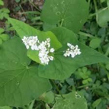 Image result for Fagopyrum