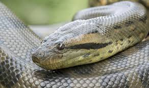 Jun 26, 2021 · 'cik kiah', ular sawa batik tujuh meter yang jinak memiliki panjang tujuh meter dengan berat 220 kilogram, mohd redzuan mendakwa cik kiah adalah ular sawa batik peliharaan terbesar di asia. 9 Daftar Ular Terbesar Di Dunia Banyak Tinggal Di Indonesia Pintarpet