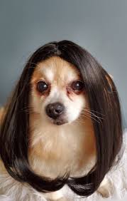 Cute Pet Wig Black Color Dog Or Cat Etsy Dog With Wig Cute Animals Dogs