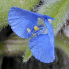 Image result for Commelina zambesica