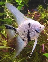 Black And White Striped Angelfish Image Result For Black And White Freshwater Aquarium Angel Fish Tropical Fish Tanks Aquarium Fish