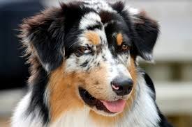 The History and Origin of the Australian Shepherd: A Comprehensive Look