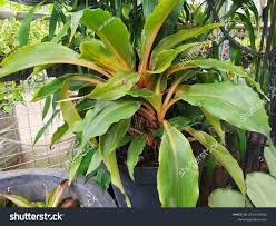 Image result for Chlorophytum affine