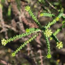 Image result for Andrachne ovalis