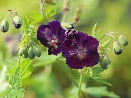 This comely low growing 'knitter' appeared as a chance seedling in hans kramer's dutch nursery. Brauner Storchschnabel Geranium Phaeum Fur Deinen Garten