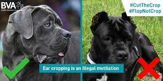 Instead, we provide a customized crop for every dog. End The Trend In Ear Cropping Of Dogs Cutthecrop Bvnabritish Veterinary Nursing Association