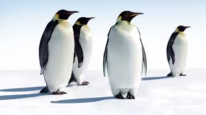 The generic name aptenodytes means diver without wings in ancient greek. New Study Projects Decline Of Emperor Penguins The Pew Charitable Trusts