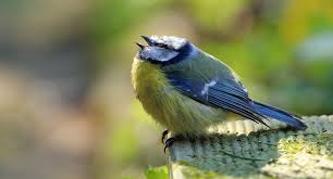 Bilder finden, die zum begriff blaumeise passen. Blaumeisensterben Erreger Gefunden Ein Bakterium Verursacht Die Todliche Lungenentzundung Bei Deutschen Singvogeln Scinexx De