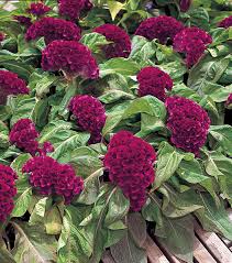 Image result for Celosia anthelminthica