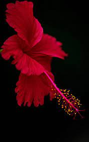 Pin On Home Wallpapers