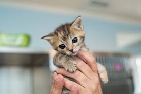 Mix kitten formula with wet food and either let the. Keeping Kittens Healthy From Six Weeks To Four Months Old Kitten Rescue