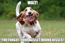 Www Whateverydogdeserves Com Wp Content Uploads 2016 09 Basset Hound Meme Kisses Jpg Dog Memes Funny Dog Memes Funny Dogs