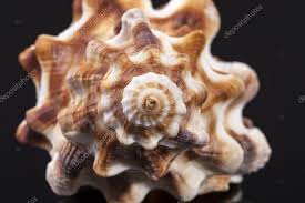 Horse Conch Pictures Horse Conch Stock Photos Images Depositphotos