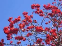 Image result for Erythrina lysistemon
