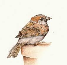Sparrow Bird Drawing For Kids With Colour Housesparrowstep2 From The Illustrated Garden Val Webb S Studioblog Color Pencil Drawing Pencil Drawings Prismacolor Pencils