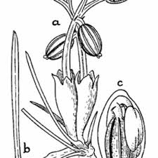 Image result for Tristicha trifaria