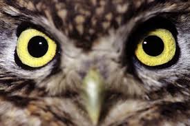 Infatti, il topo è un animale che spesso viene collegato alle malattie o addirittura al demonio. Rapaci Colli Euganei