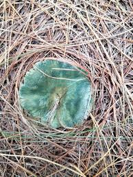 Image result for Siphonochilus longitubus