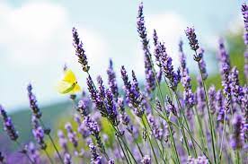 18 Facts Every Lavender Lover Needs To Learn Lavender Purple Plants Easy Plants To Grow