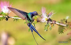 Most authorities place it in the monotypic genus eupetomena. Swallow Tailed Hummingbird Eupetomena Macroura Peru Aves