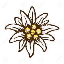 Edelweiss Flower Symbol Alpinism Alps Germany Logo Royalty Free Cliparts Vectors And Stock Illustration Image 104453823 The original size of the image is px and the original resolution is 300 dpi. edelweiss flower symbol alpinism alps germany logo