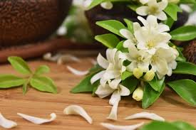 Maybe you would like to learn more about one of these? The Many Uses And Meanings Of Jasmine Flowers