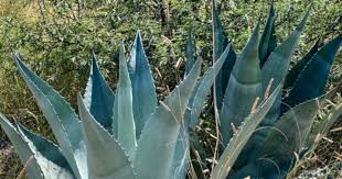 Agave plants send out pups from the root ball. Agave Power Greening The Desert