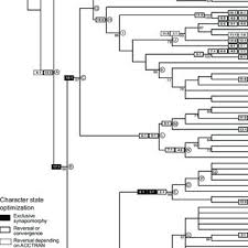 Image result for Syngonanthus poggeanus