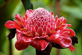 Bagi sejumlah besar orang, kisah ini terdengar seperti sebuah legenda, namun, para arkeolog sekarang justru bingung dan tak habis mengerti mengapa. Tersesat Di Hutan 10 Tumbuhan Ini Bisa Dimakan Untuk Bertahan Hidup