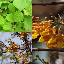 Image result for Gmelina